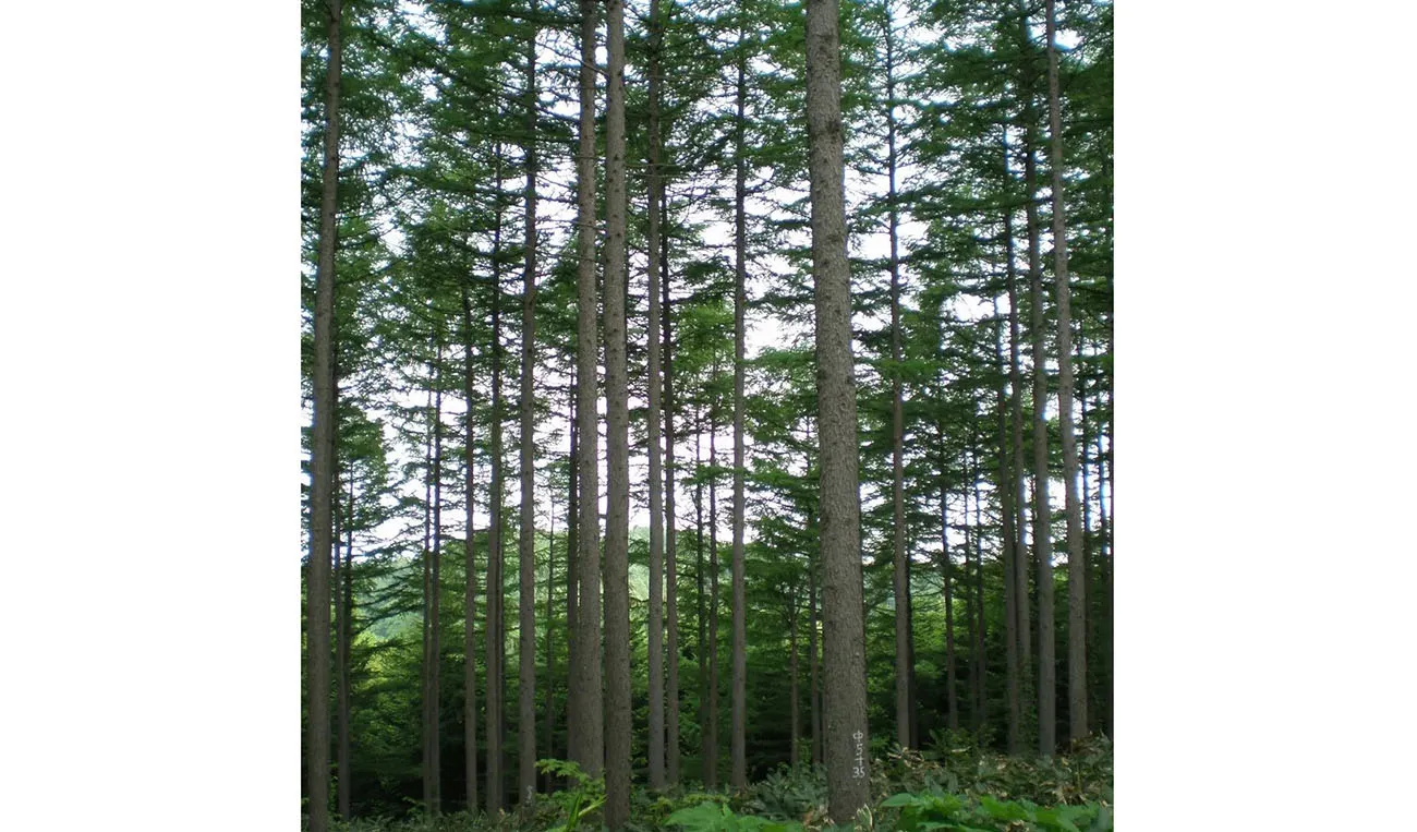 北海道立総合研究機構 林業試験場（出所：ユアサ木材）