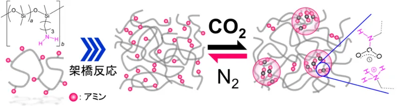 CO2によってタフになるシリコーンエラストマーの分子構造の模式図（出所：岐阜大学）