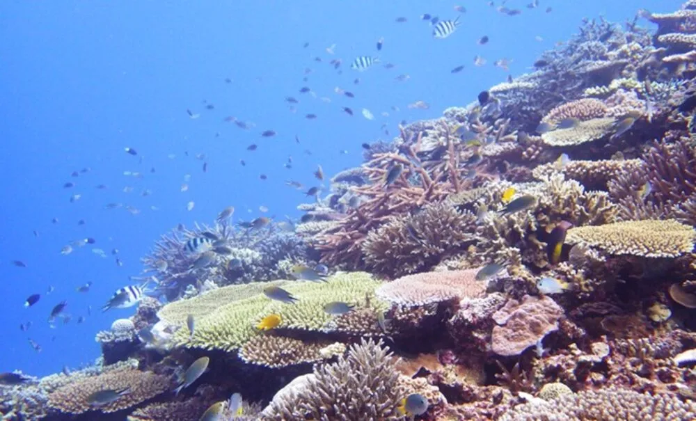沖縄県瀬底島近傍で撮影したサンゴ礁生態系（出所：コーセー）