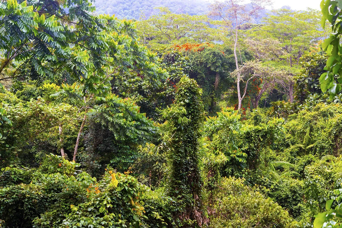 カリマンタン島のジャングル（出所：PIXTA）