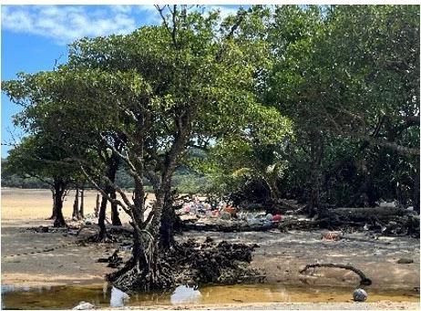 漂着物が増える西表島のマングローブ林の様子（出所：ダイキン工業）