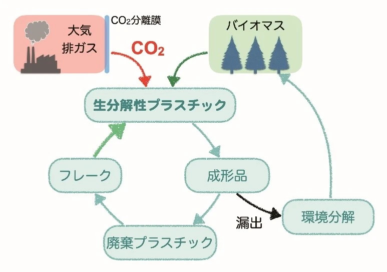 生分解性で、繰り返しリサイクルできるプラスチックの循環