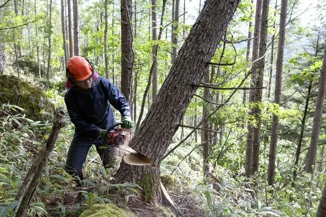 三井住友信託銀行は森林ファンドへの出資で締結した (イメージ画像)