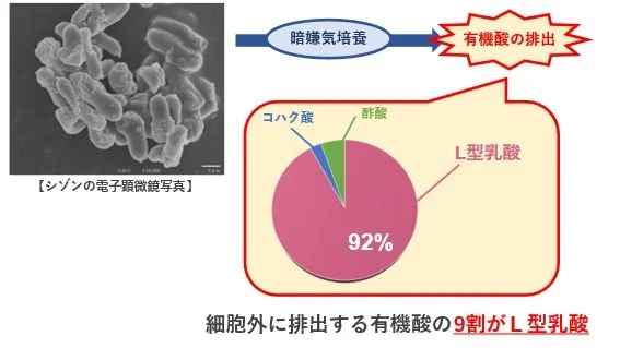 シゾンを用いたL型乳酸生産（出所：明治大学）