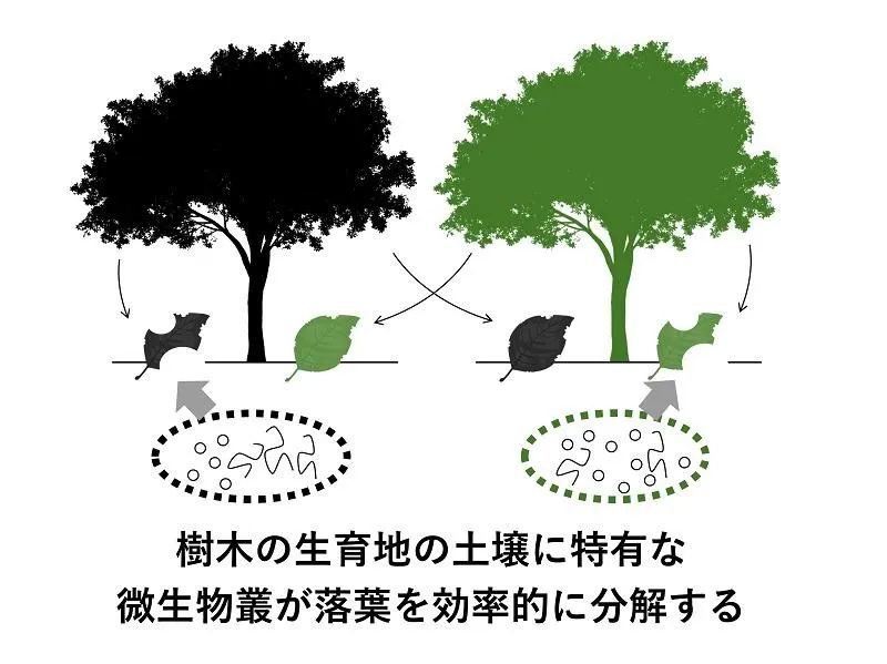 落葉分解のホームフィールド・アドヴァンテージ現象の概要（出所：東京大学）