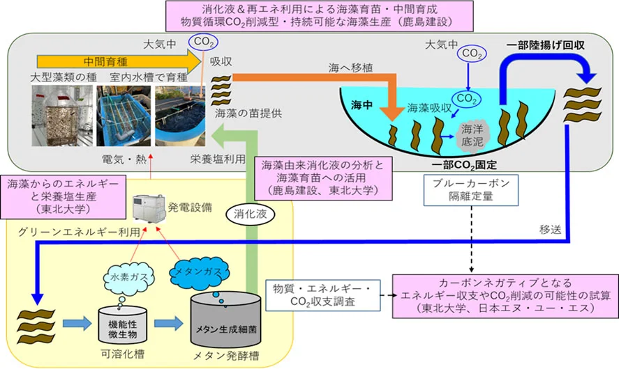 海藻からのエネルギー生産とその副産物を利用した海藻育苗、ブルーカーボンを含む全体システムからのエネルギー収支やCO2削減の可能性調査(出所:東北大学)