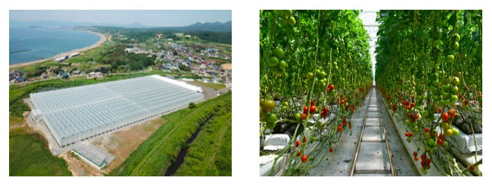 上ノ国町にある寅福本社農場(出所:北海道電力)