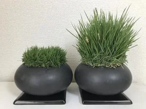 ナルオターフ（左）と従来の芝（右）の比較（出所：メニコン）