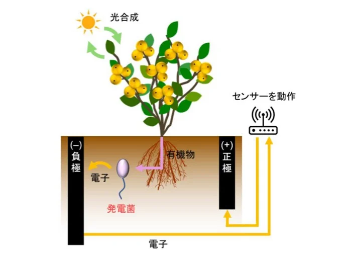 微生物燃料電池の概要（出所：東京農工大学）
