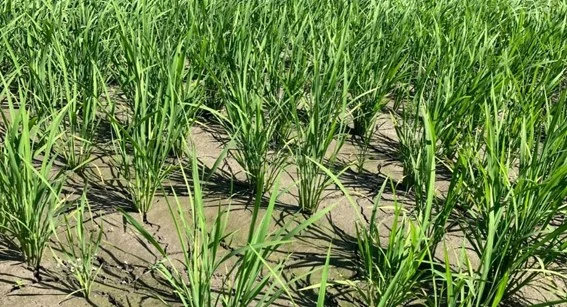 水稲栽培の中干し期間延長によってカーボンクレジットを創出する例が増えている(出所:クボタ)