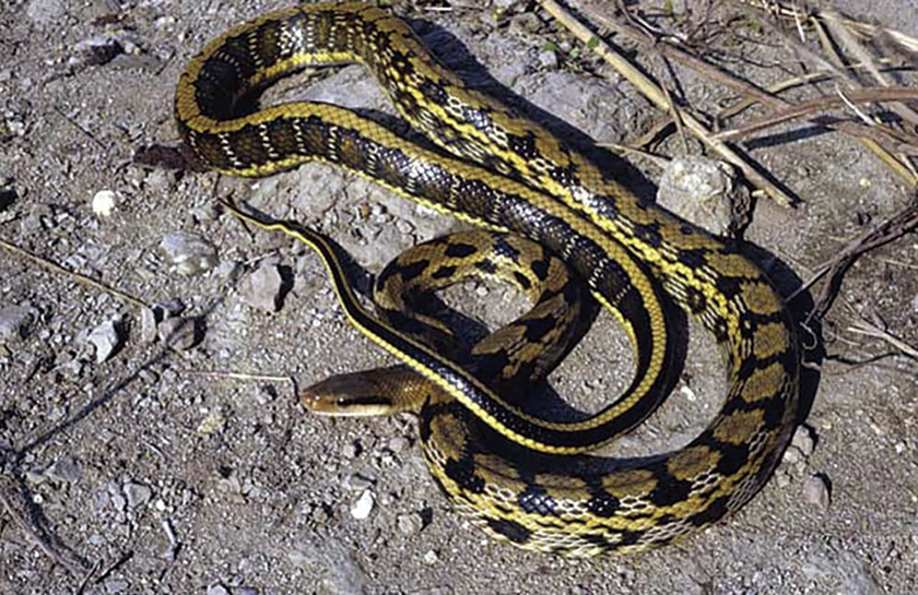 図4.タイワンスジオ(国立環境研究所・侵入生物データベース)