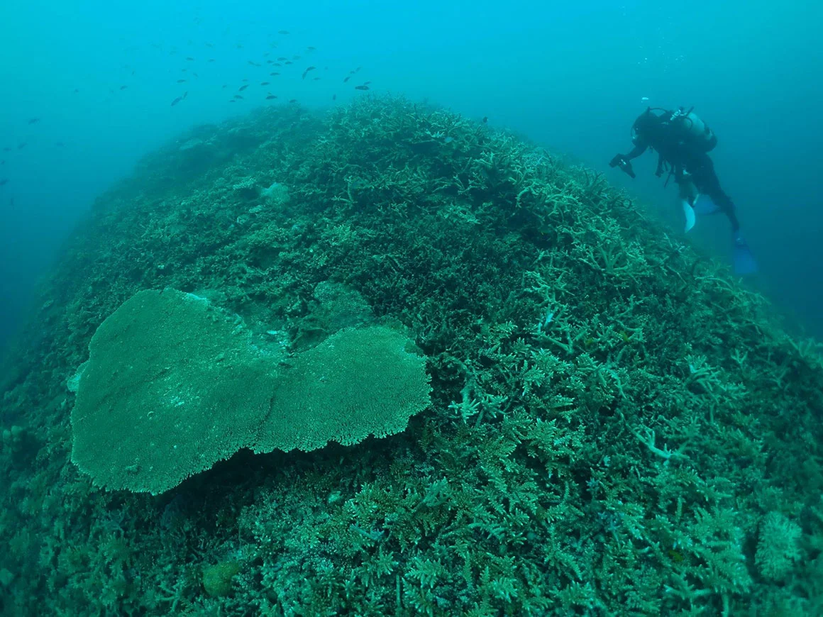 海底調査の様子（出所：世界自然保護基金ジャパン）