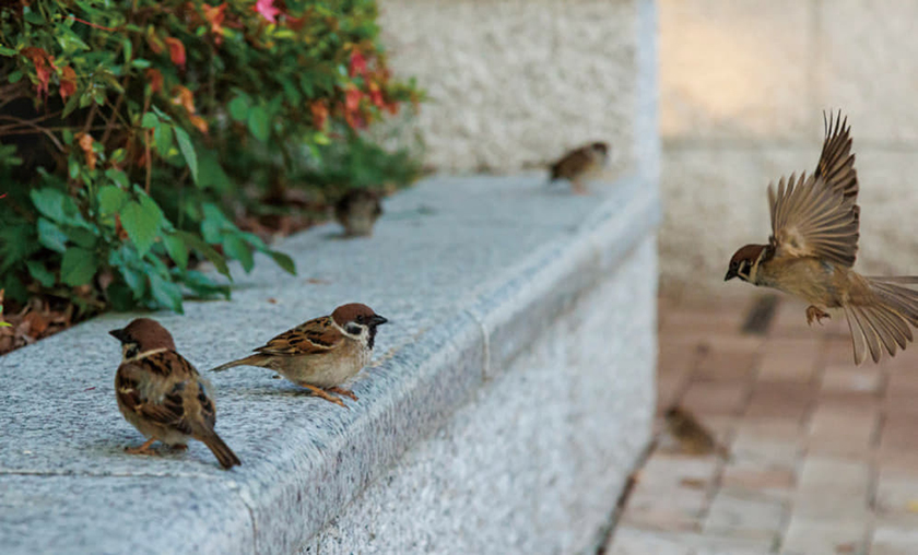 スズメやツバメ、数を減らす野鳥たち