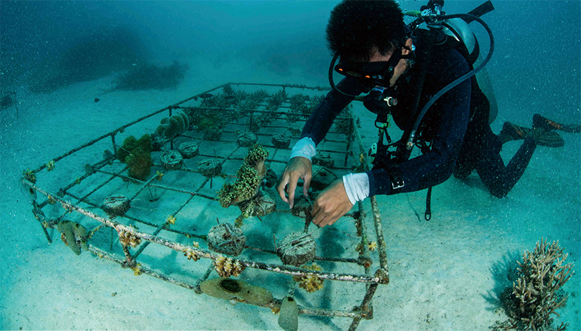 世界には800種類以上のサンゴが生息しているが、彼らはとても敏感な生き物だ。海水温の上昇で白化したり、台風などの影響で折れて、その後死んでしまったりすることもある。サンゴは海の生き物のすみかになったり、光合成を行ったりと生態系に欠かせない存在であるほか、波の勢いをやわらげる役割もある。世界では様々な地域で養殖・植え付けなどを行い、サンゴの保全および管理をしている。