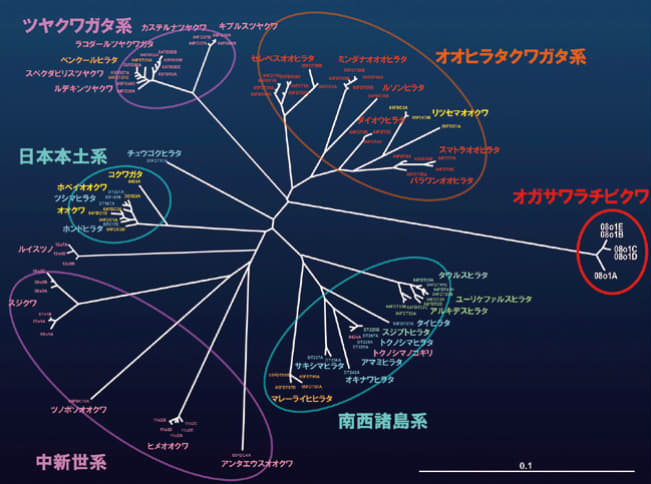 図5.様々な地域のクワガタムシ種に寄生するクワガタナカセのDNA系統樹