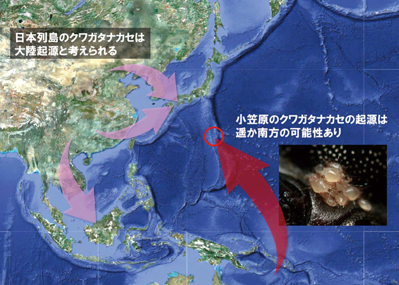 図6.日本列島を含むアジア地域におけるクワガタナカセの分布起源推定図