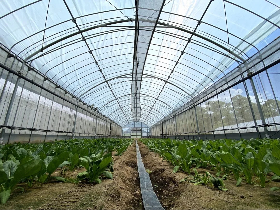 「SOLAMENT(ソラメント)」を利用したビニールハウス(出所:住友金属鉱山)