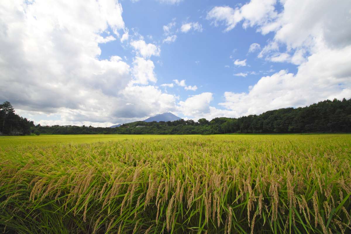 今後は需給の変化に対応できるよう米の増産などに取り組む（出所：123RF）