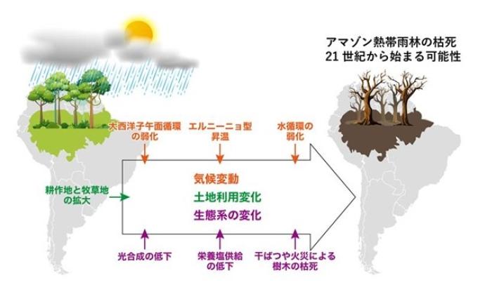 地球温暖化でアマゾン熱帯雨林が21世紀中に枯死へ 国立環境研などが予測 | 環境ビジネスオンライン