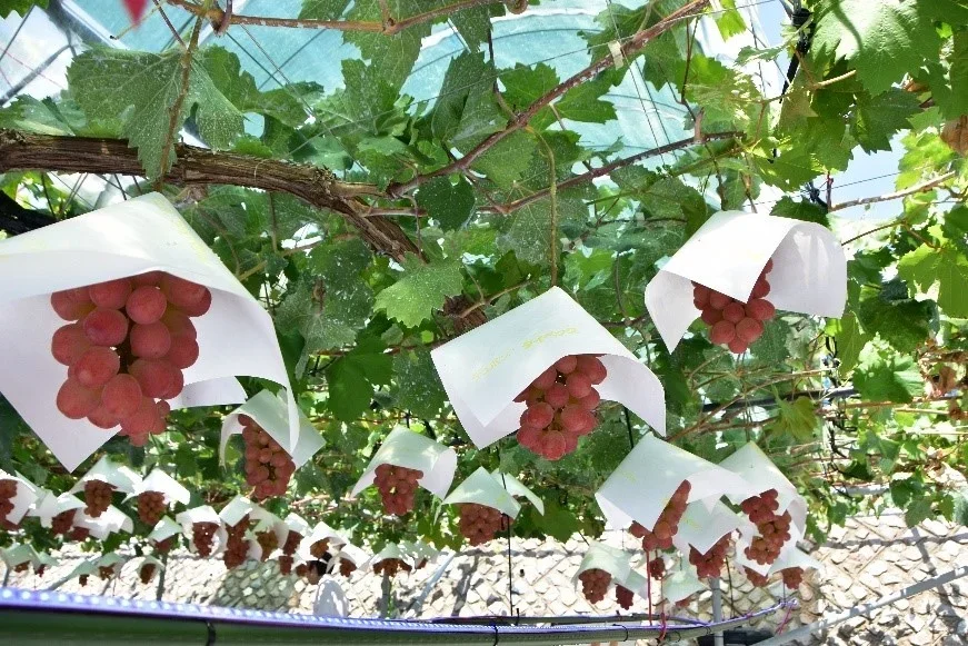 雨よけに光を通す薄型太陽光パネルを設置したブドウ棚(出所:山梨県)