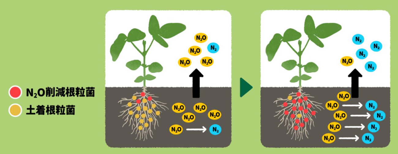 N2O削減根粒菌が共生する根粒の割合を高めたダイズ根粒共生系を開発(出所:帯広畜産大学)