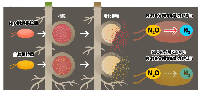 N2O削減根粒菌と土着根粒菌の関係性（出所：帯広畜産大学）